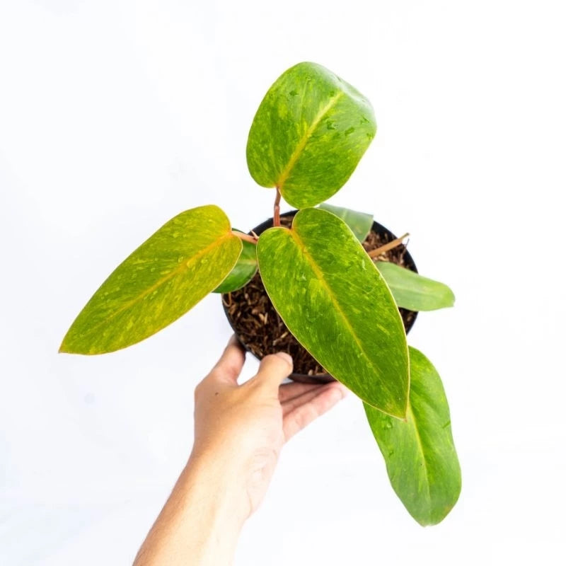 Philodendron Painted Lady 2-3 Leaves