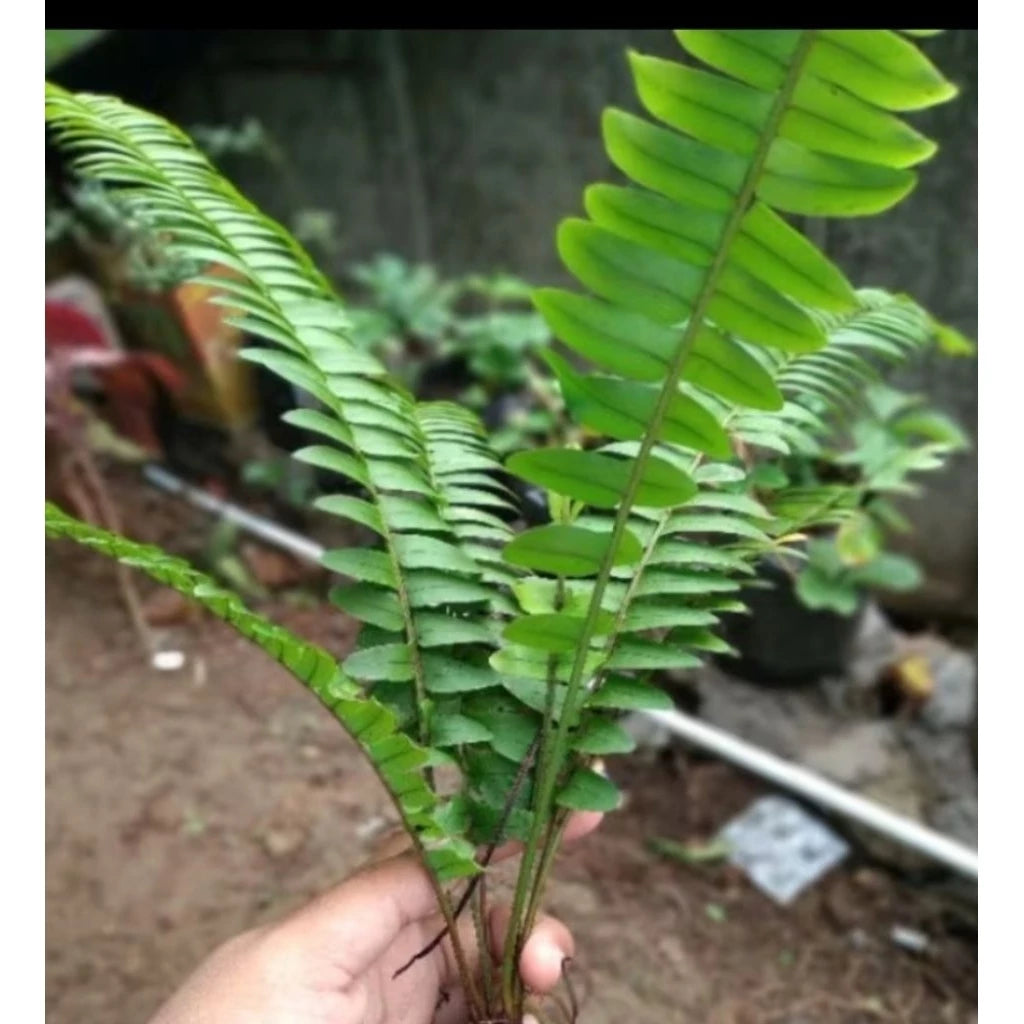 Adiantum Imbricatum medium size