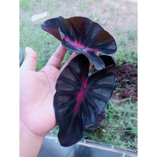 Colocasia Bagaskara 2-3 Leaves