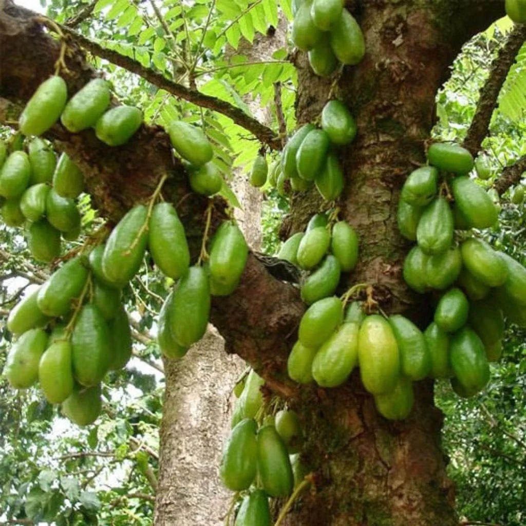 Starfruit Wuluh 30 - 50cm