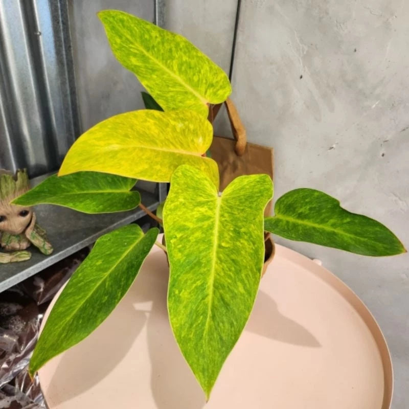 Philodendron Painted Lady 2-3 Leaves