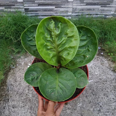 Anthurium Jemanii Bowl 2 - 4 leaves
