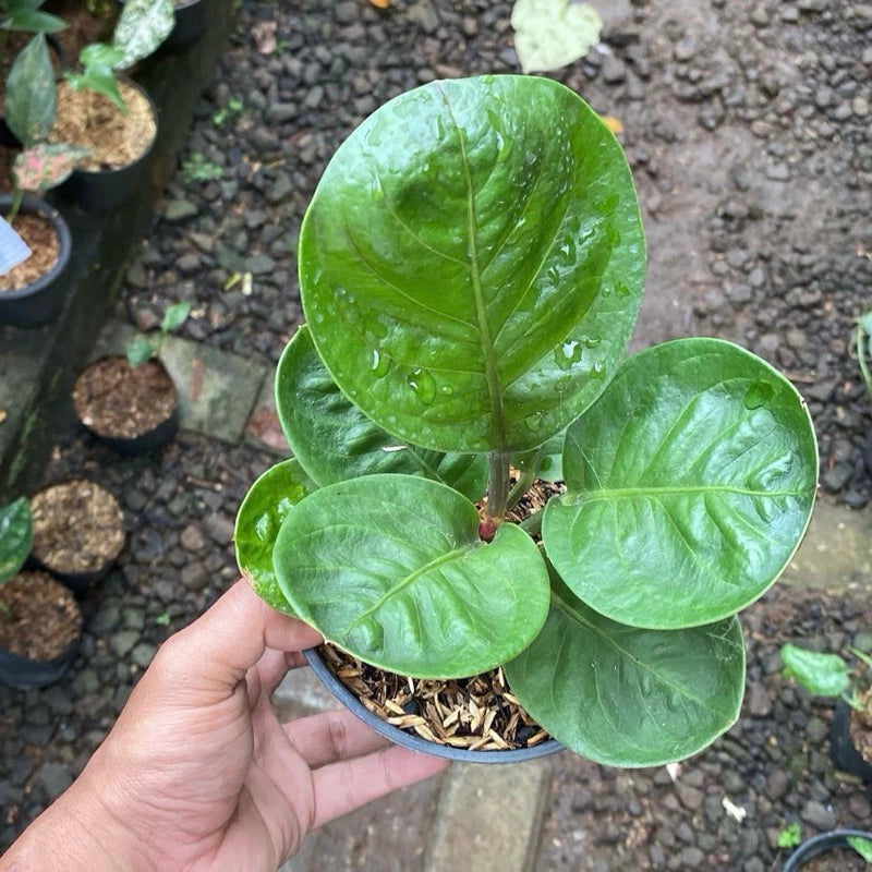 Anthurium Jemanii Bowl 2 - 4 leaves