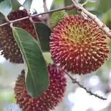 Rambutan Rapiah 30 - 50cm