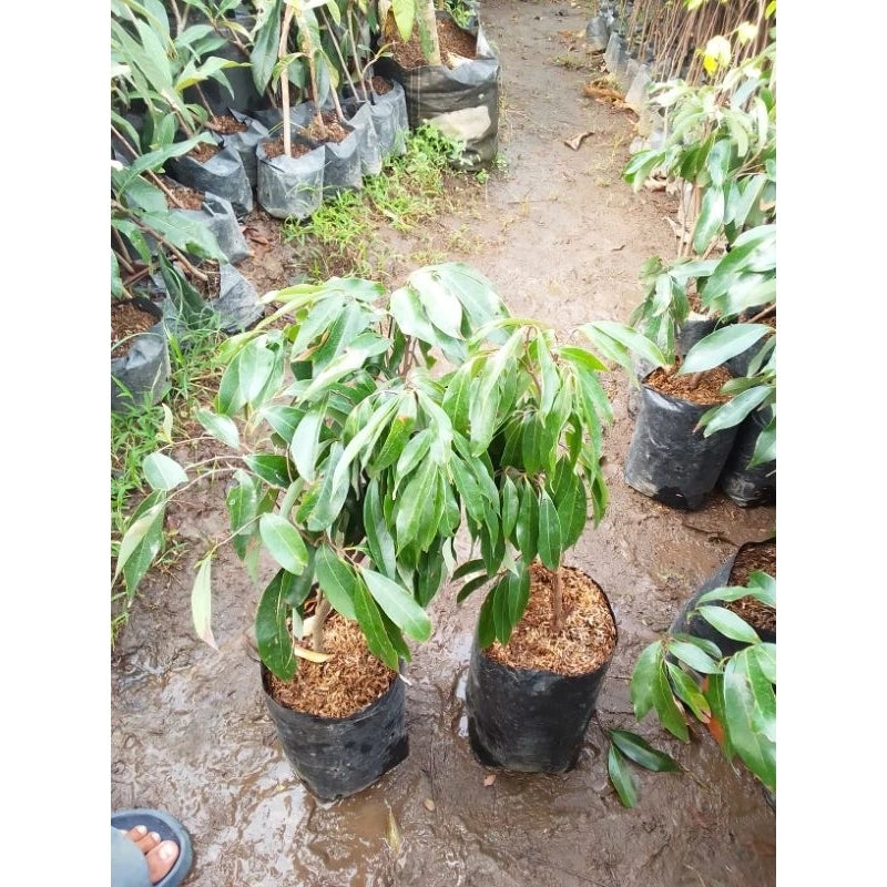 Red Leci 30 - 50cm