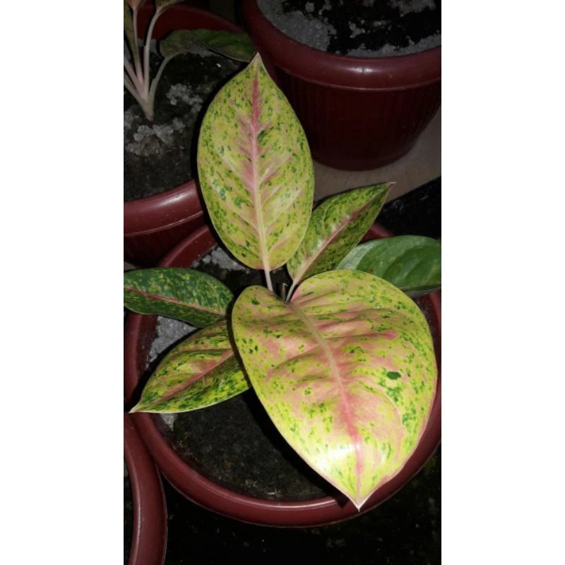 Aglaonema Big Roy 2 - 4 leaves