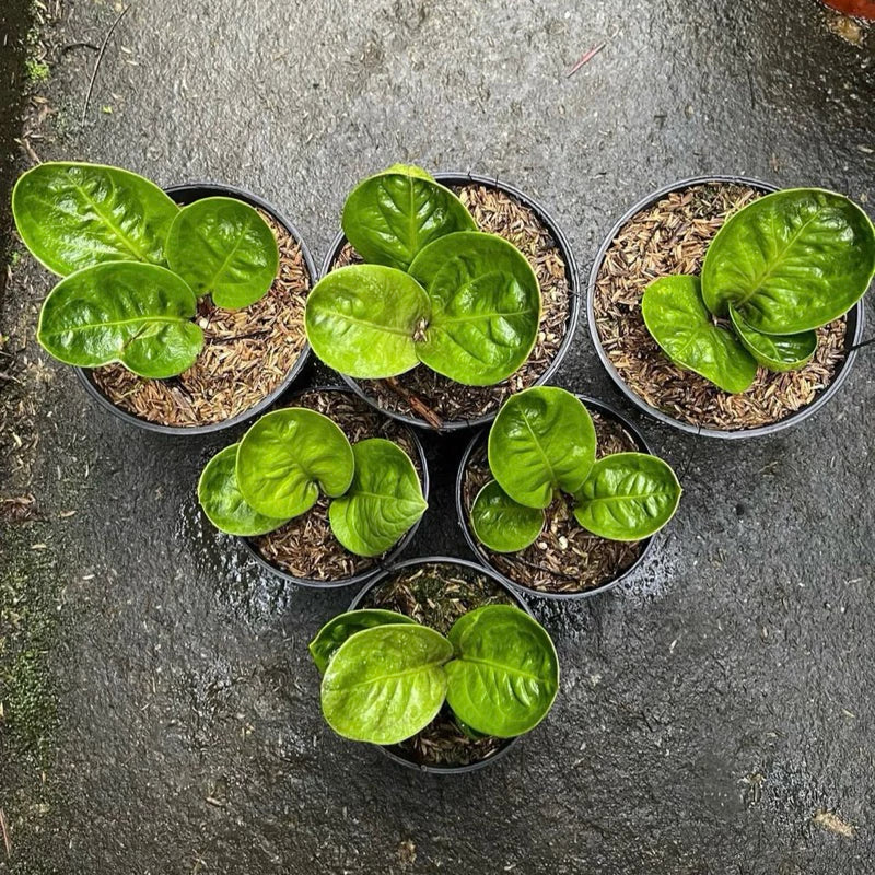Anthurium Jemanii Bowl 2 - 4 leaves