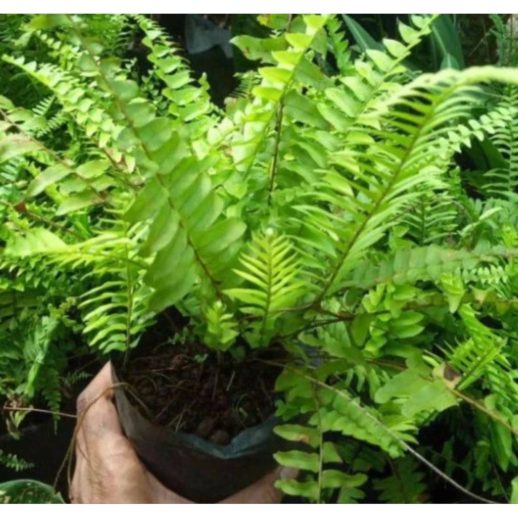 Adiantum Imbricatum medium size