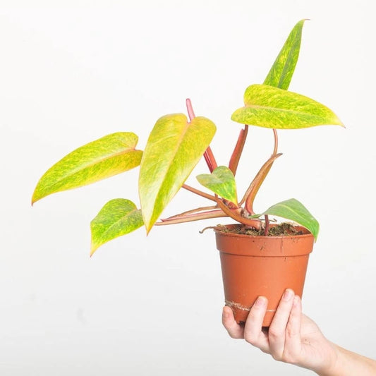 Philodendron Painted Lady 2-3 Leaves