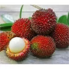 Rambutan Rapiah 30 - 50cm