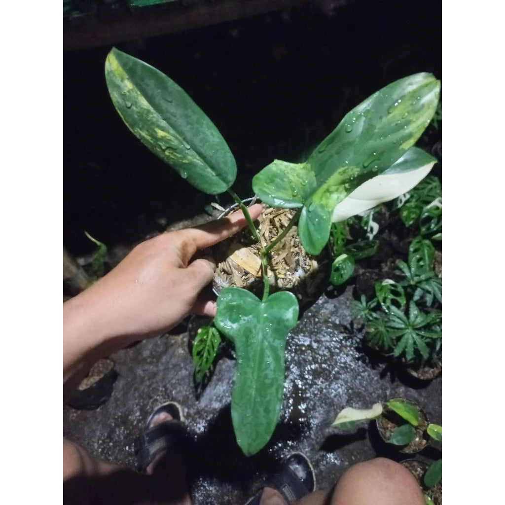Philodendron Bipennifolium Variegated 2 - 4 leaves