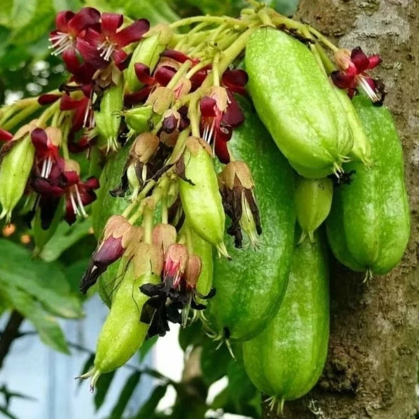 Starfruit Wuluh 30 - 50cm