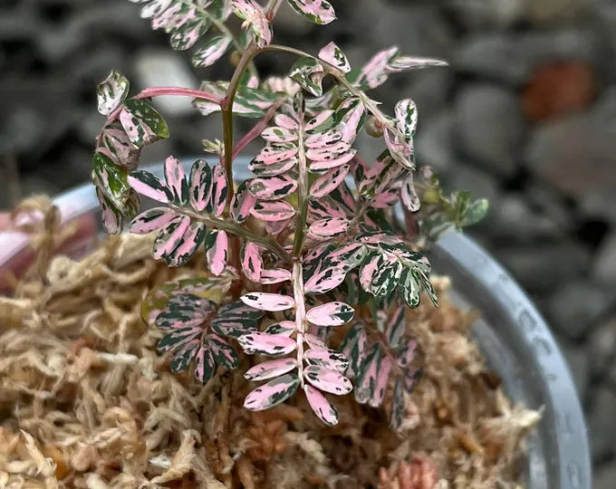 Phyllanthus Niruri Variegated 2-3 Leaves
