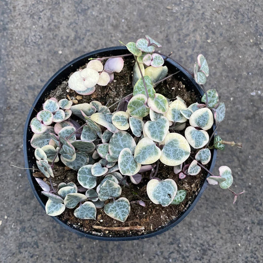 Ceropegia Woodii Variegata String of Heart 2-3 Leaves