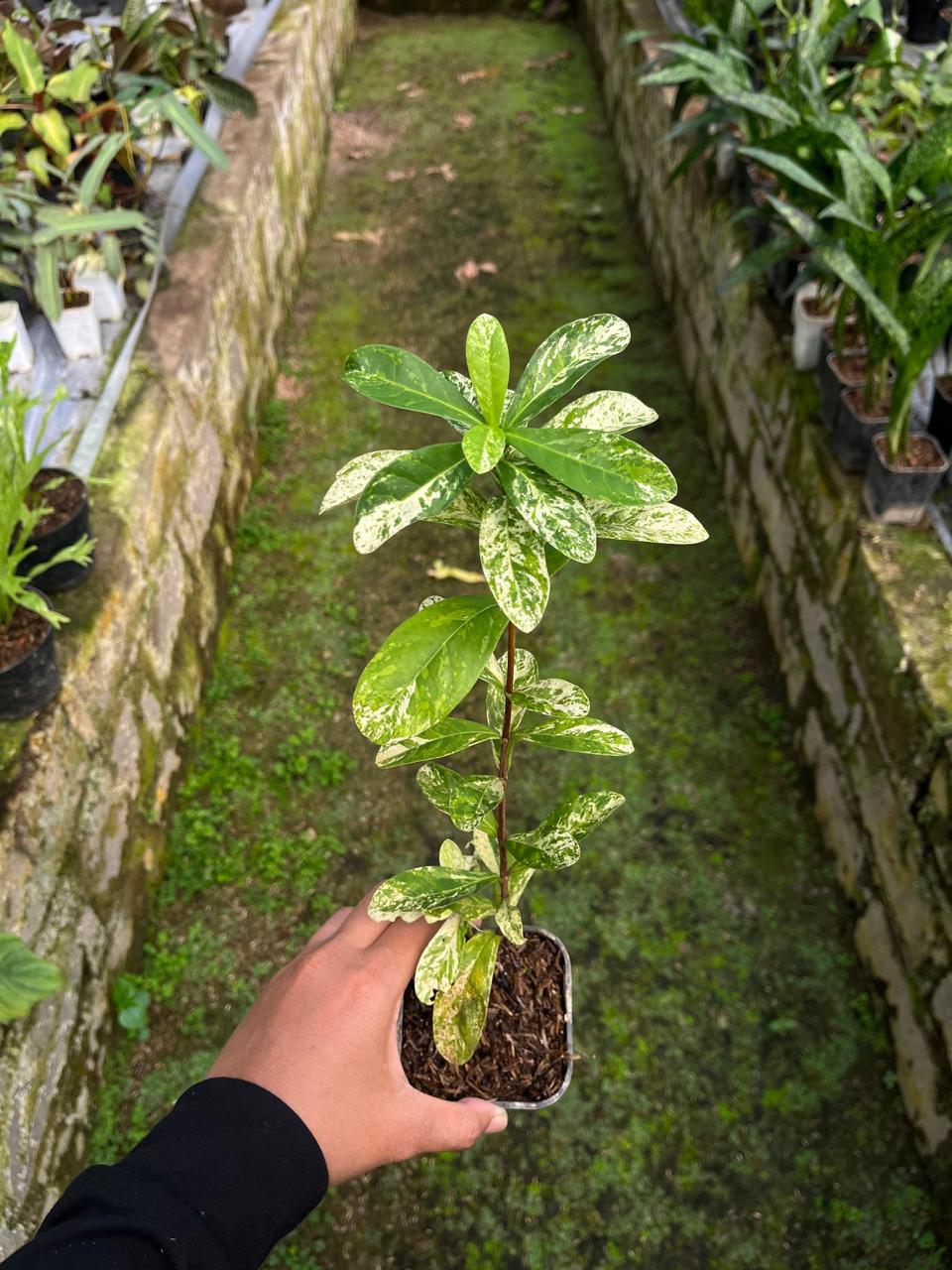 Ixora Thai Snow Whole Plant