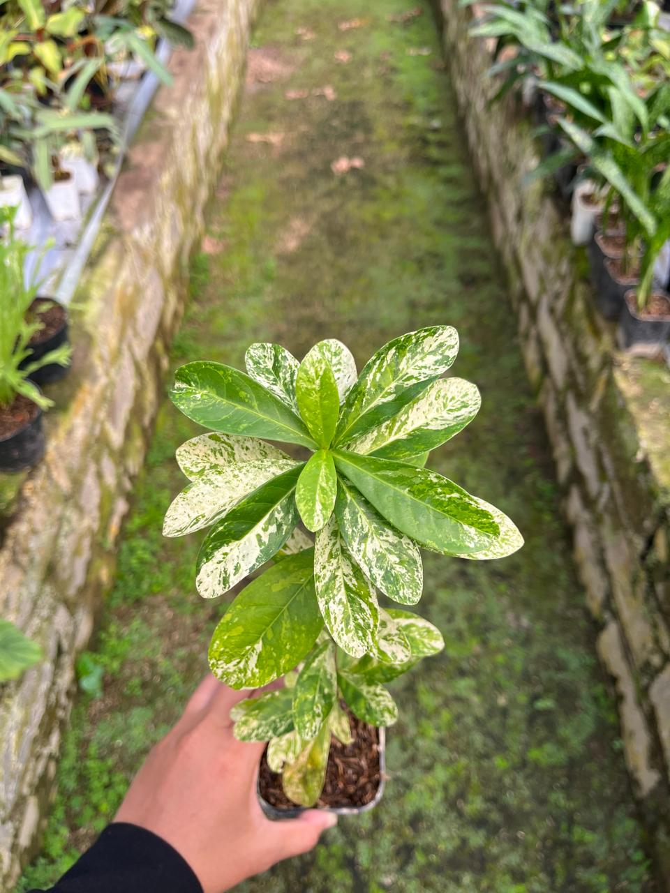 Ixora Thai Snow Whole Plant