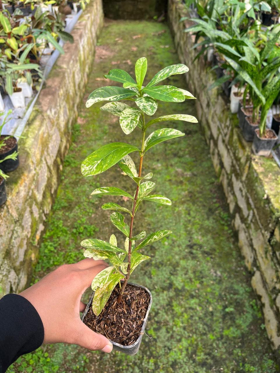 Ixora Thai Snow Whole Plant