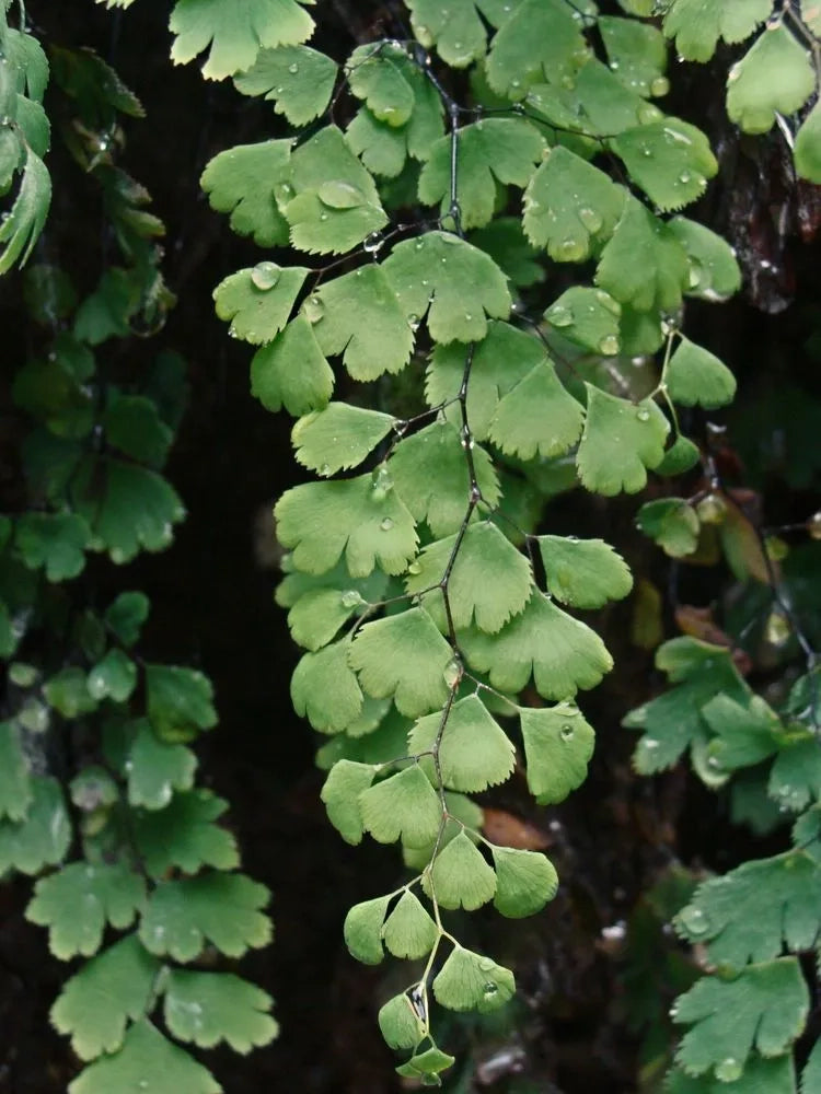 Adiantum Jordanii medium size