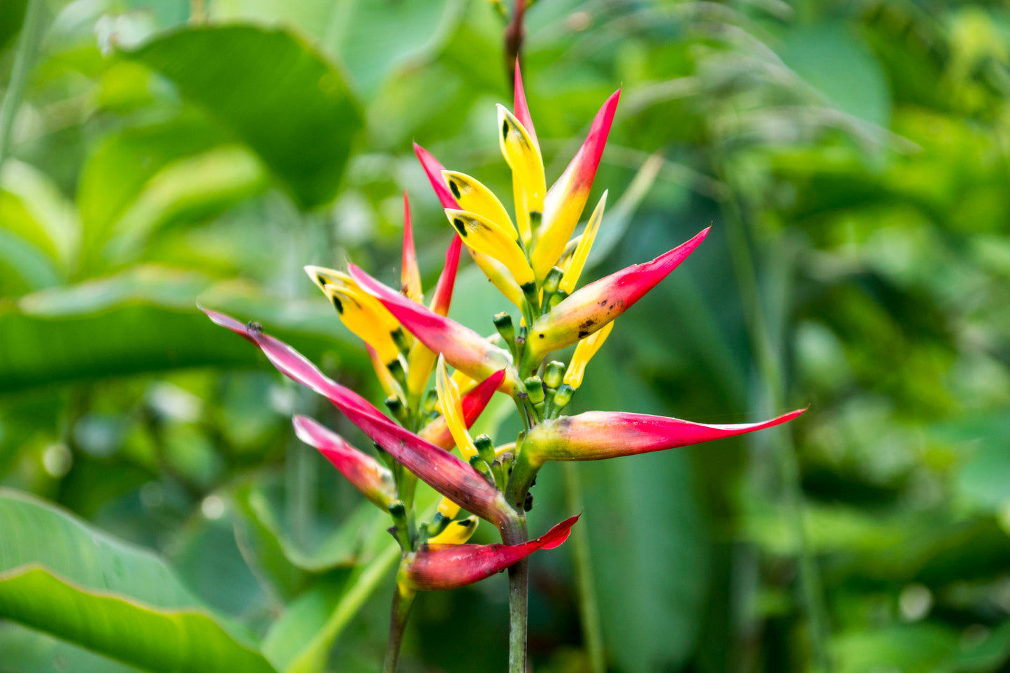 Heliconia Hirsuta 2-3 Leaves