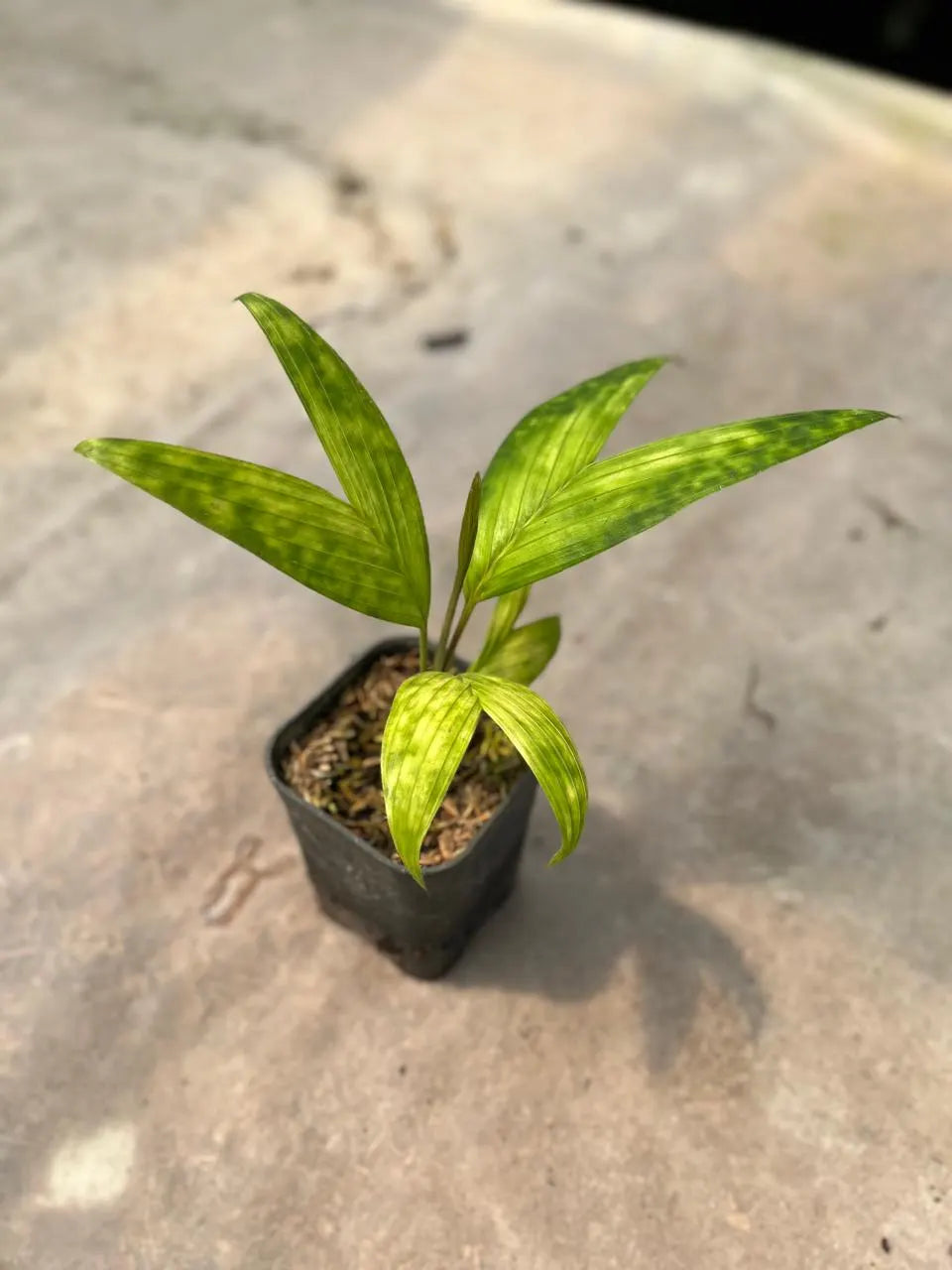 Pinanga Crassipes 2 - 4 leaves