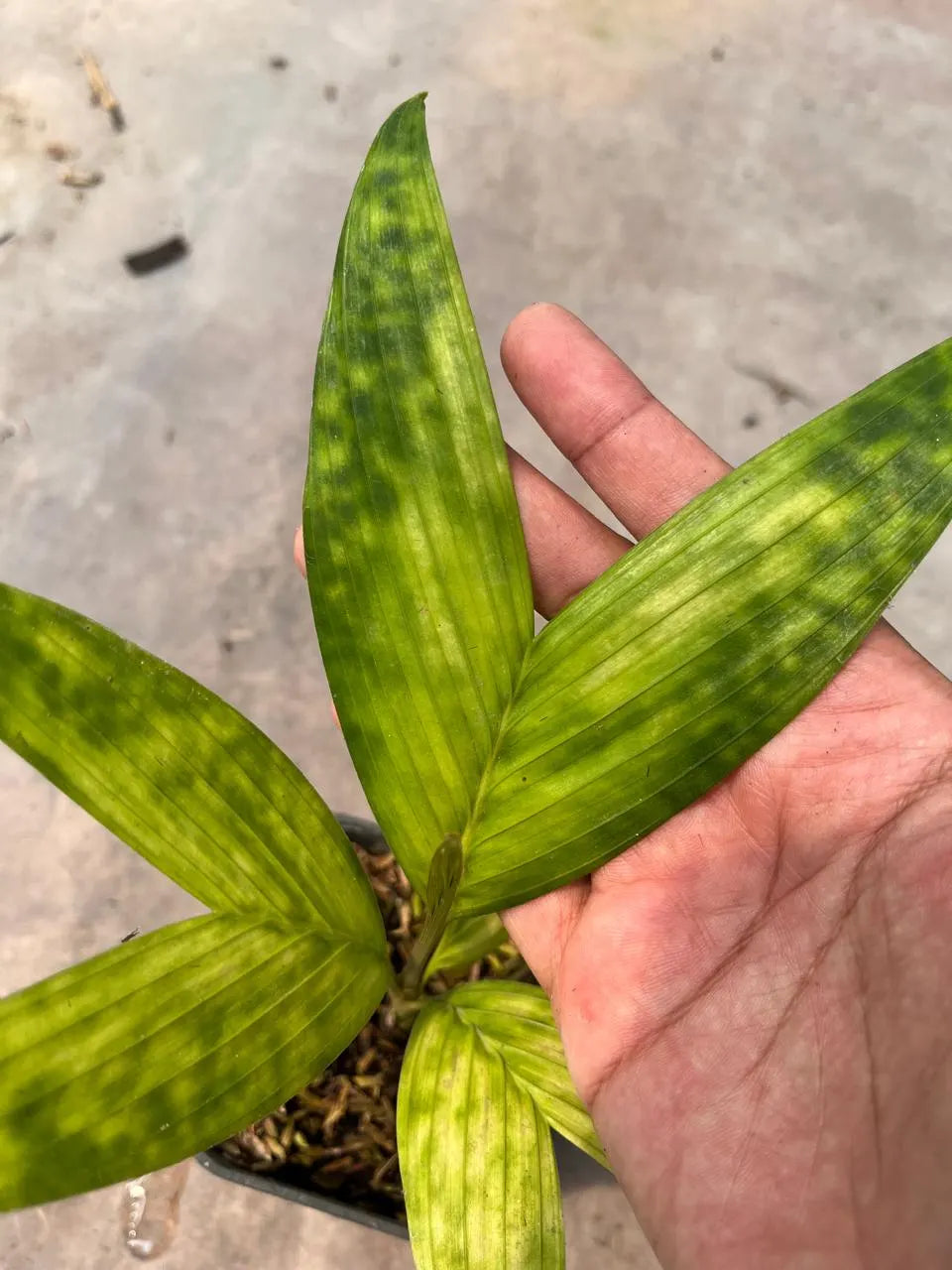 Pinanga Crassipes 2 - 4 leaves