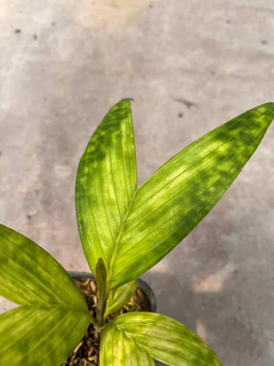 Pinanga Crassipes 2 - 4 leaves