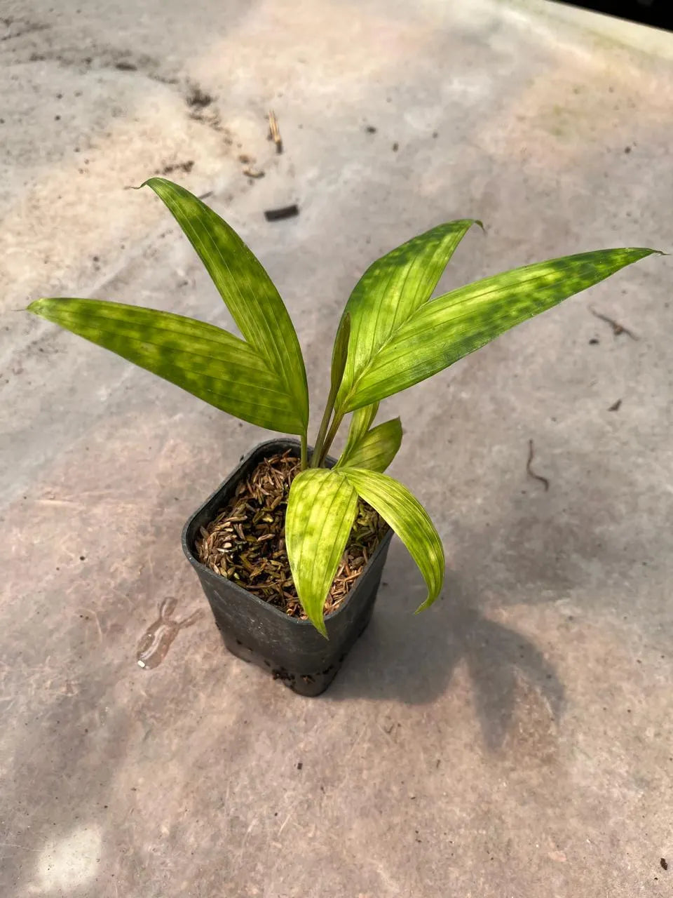 Pinanga Crassipes 2 - 4 leaves