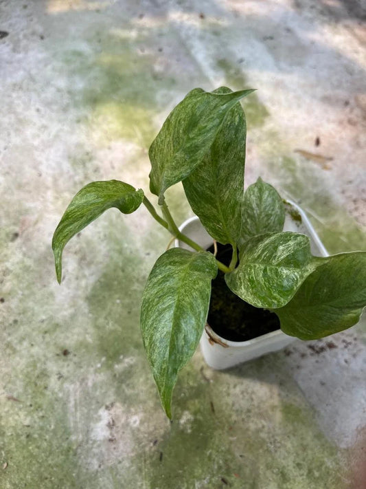 Rhaphidophora Puberula Mint Whole Plant