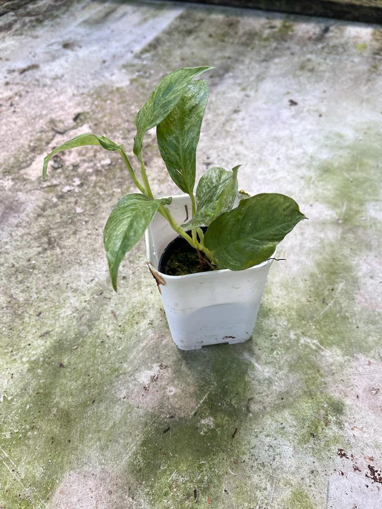 Rhaphidophora Puberula Mint Whole Plant