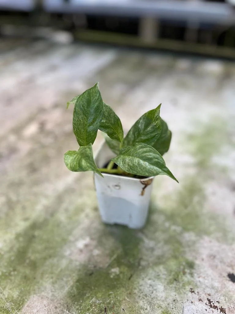 Rhaphidophora Puberula Mint Whole Plant