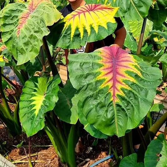 Colocasia Light Pillar 2-3 Leaves