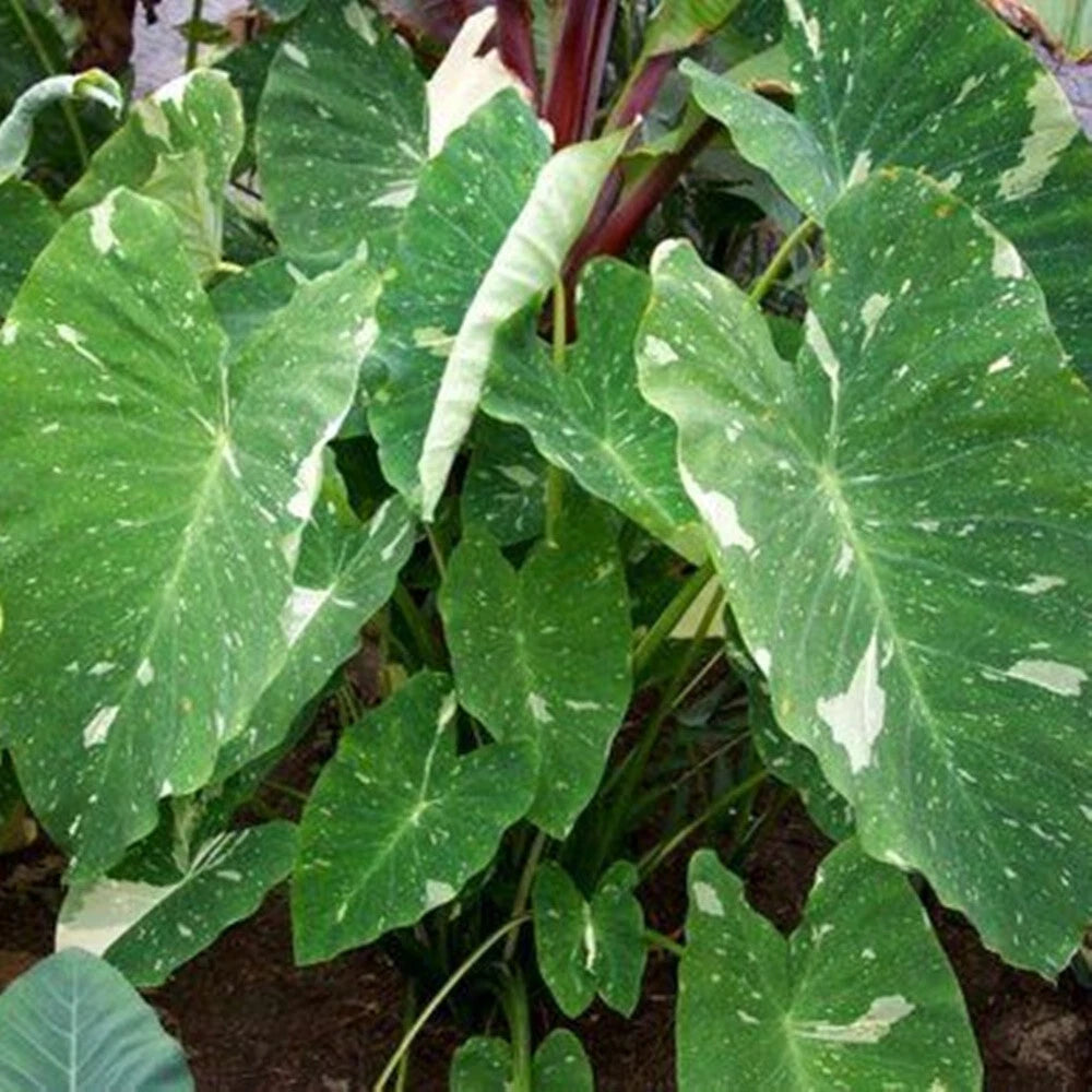 Colocasia Milky Way 2-3 Leaves