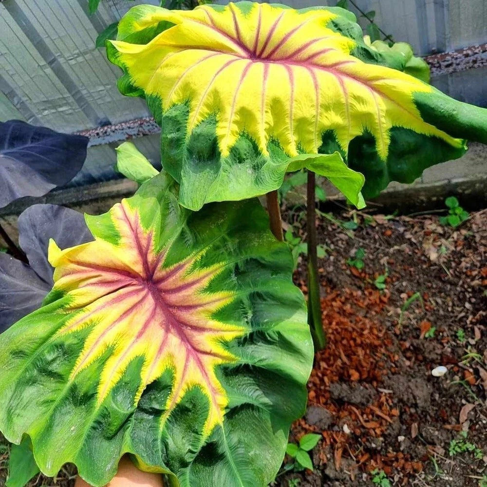 Colocasia Light Pillar 2-3 Leaves