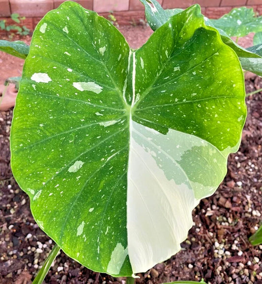 Colocasia Milky Way 2-3 Leaves