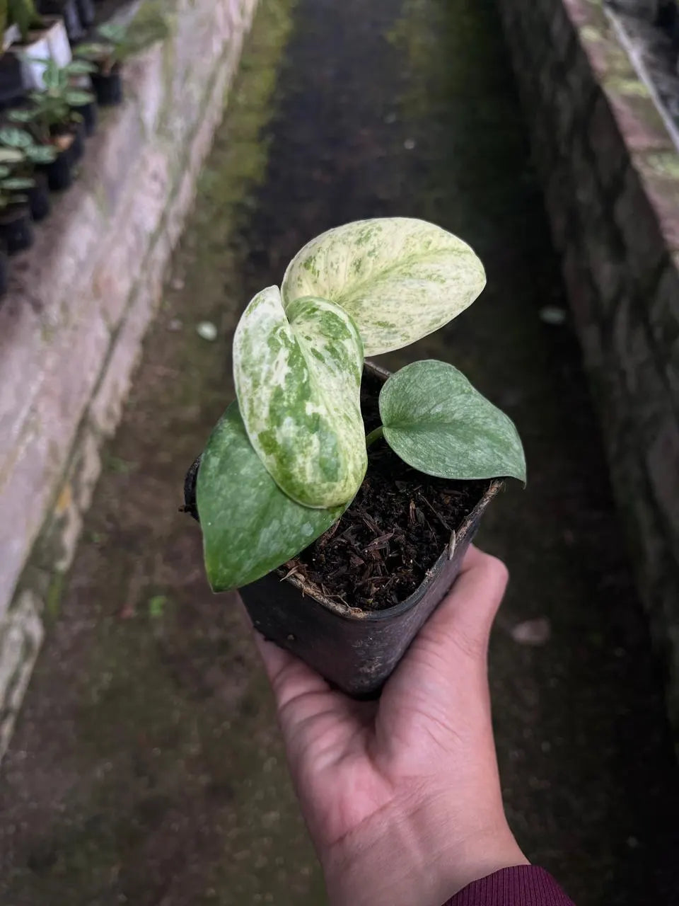 Scindapsus Bahorok 2-3 Leaves