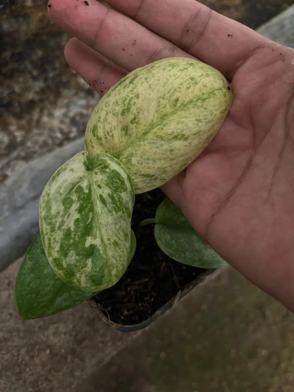 Scindapsus Bahorok 2-3 Leaves