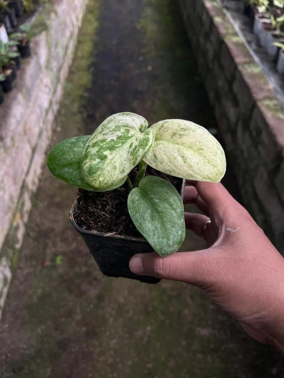 Scindapsus Bahorok 2-3 Leaves