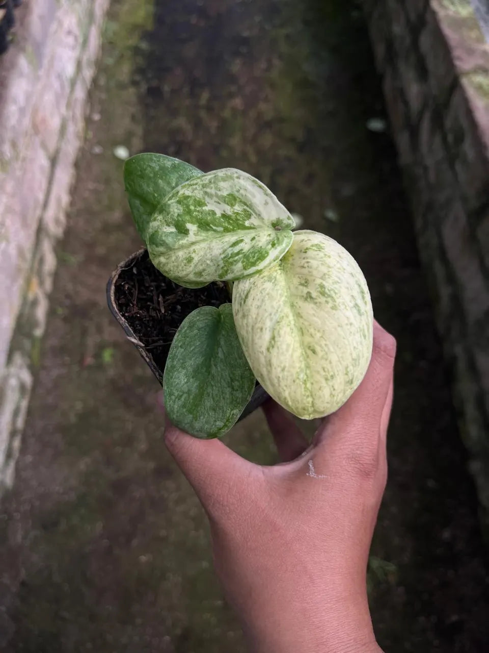 Scindapsus Bahorok 2-3 Leaves