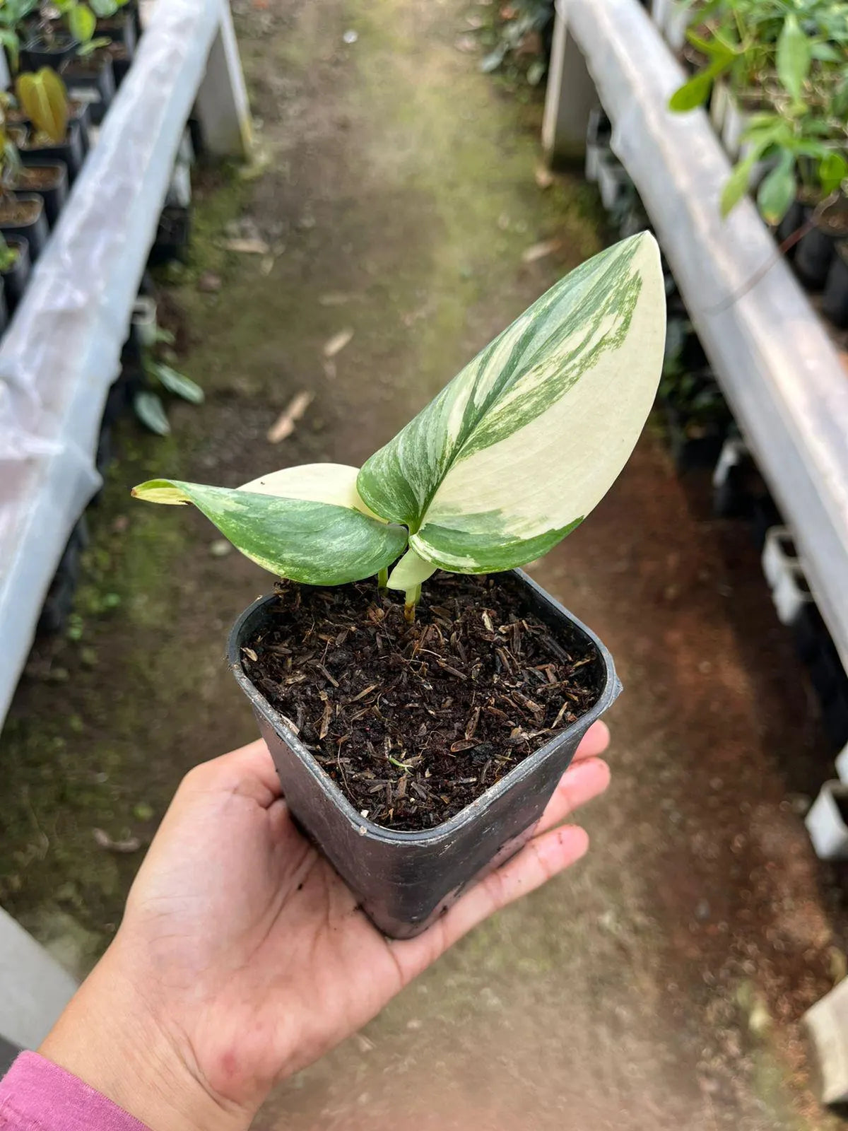 Scindapsus Rubicon Variegated 2-3 Leaves