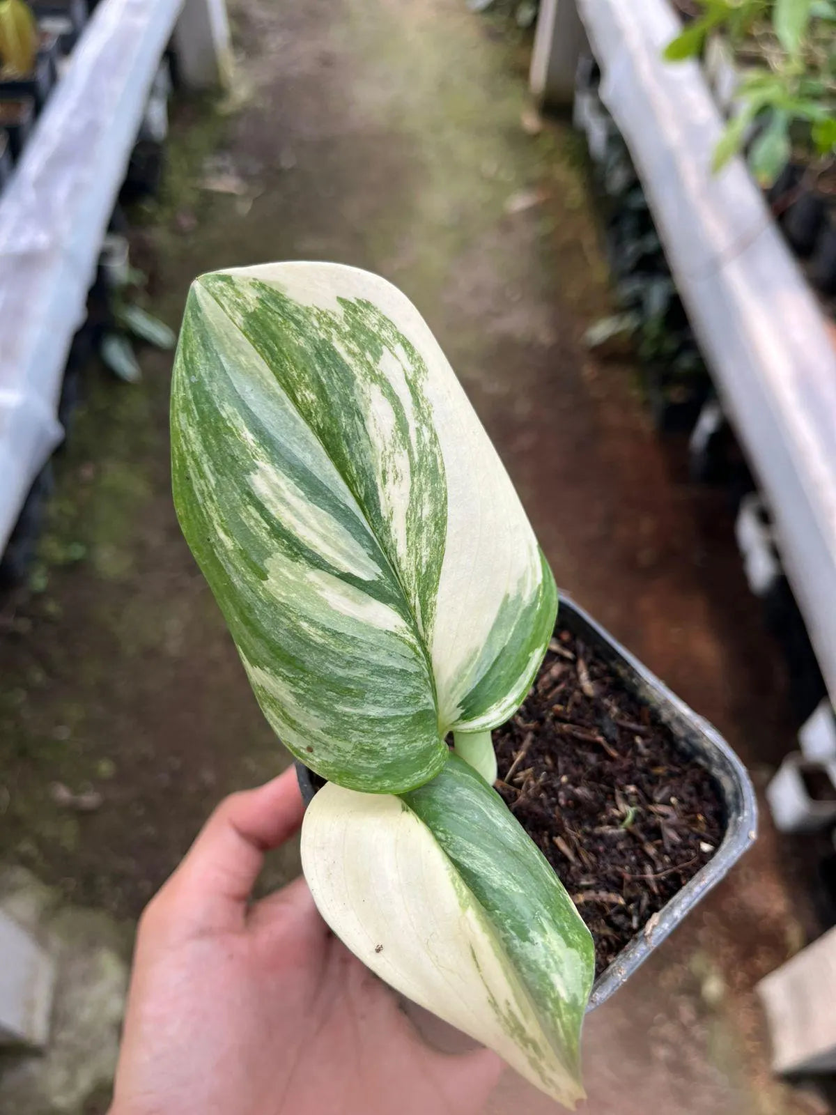 Scindapsus Rubicon Variegated 2-3 Leaves
