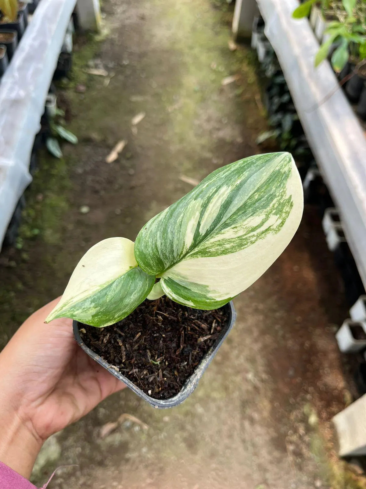Scindapsus Rubicon Variegated 2-3 Leaves