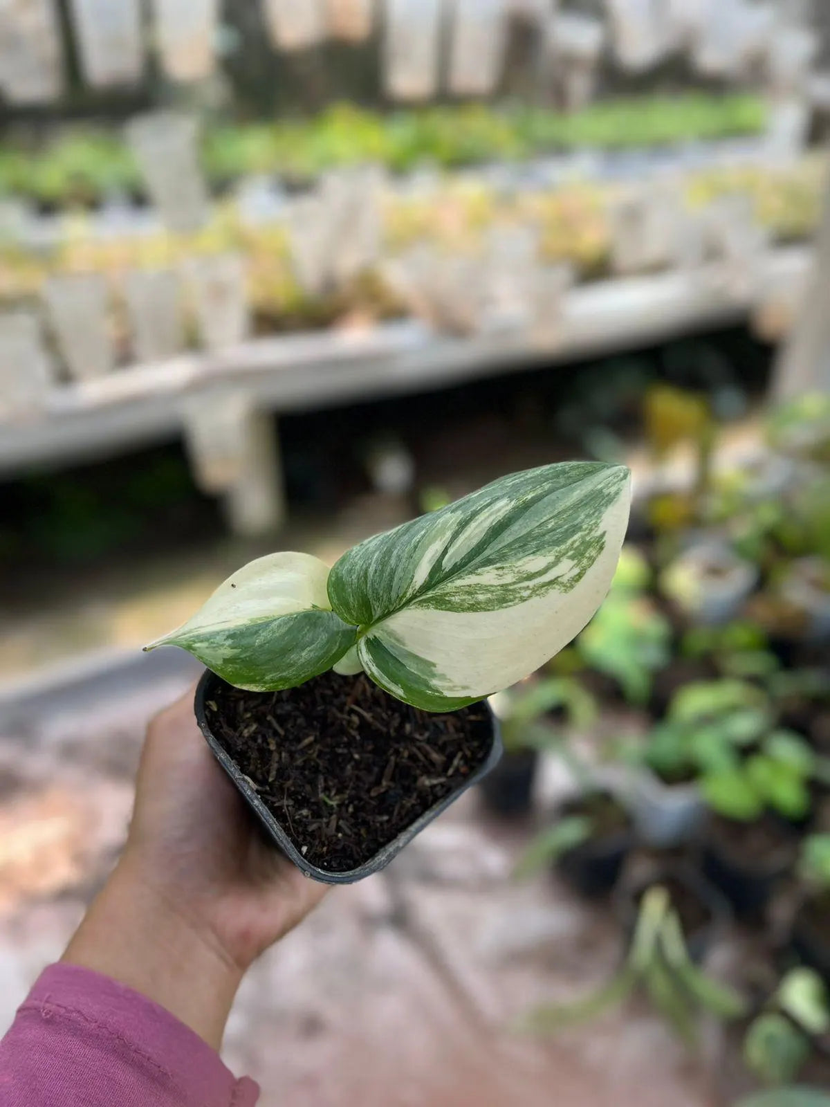 Scindapsus Rubicon Variegated 2-3 Leaves