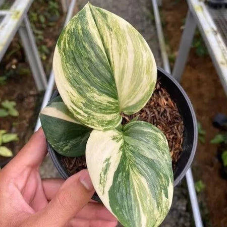 Scindapsus Rubicon Variegated 2 - 4 leaves