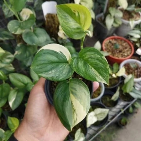 Scindapsus Rubicon Variegated 2 - 4 leaves