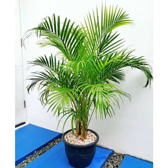 Areca Palm 20 - 30cm