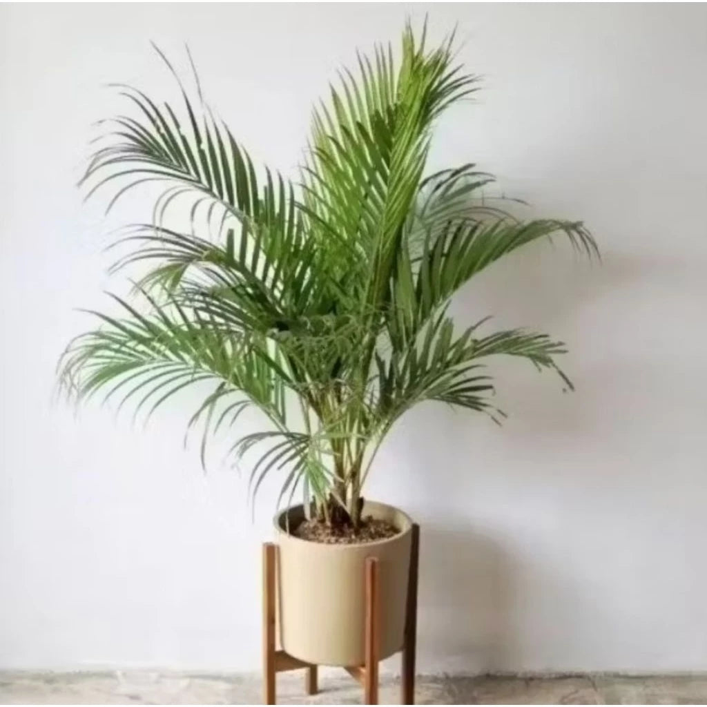 Areca Palm 20 - 30cm