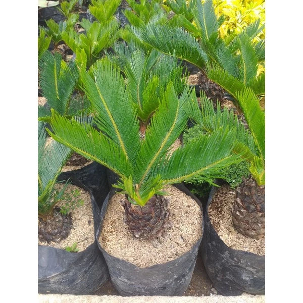 Cycas Revoluta Sago Palm 20 - 30cm