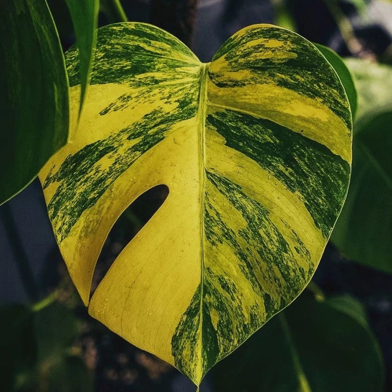 Monstera Deliciosa Aurea 2-3 Leaves
