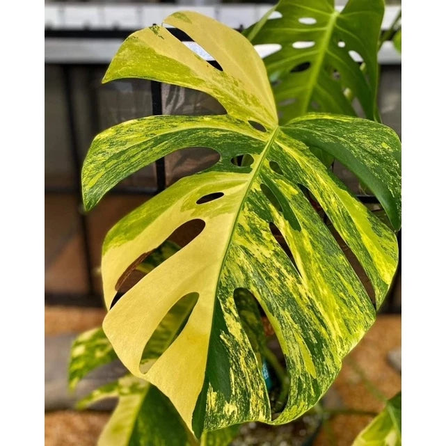 Monstera Deliciosa Aurea 2-3 Leaves