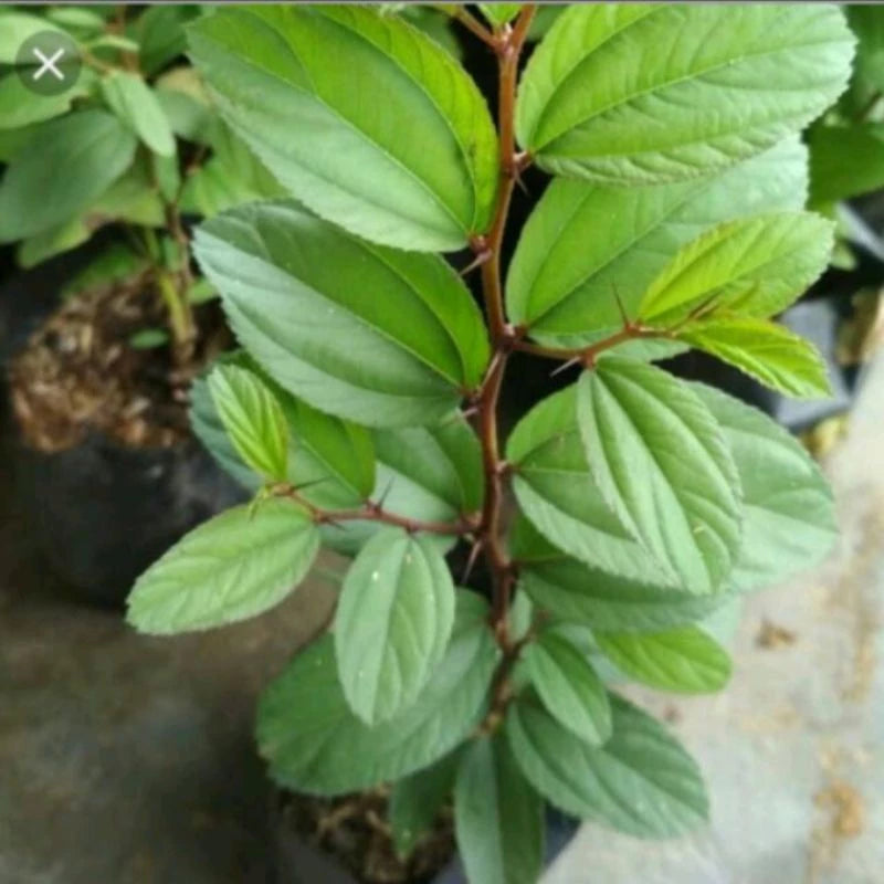 Ziziphus Mauritiana 20 - 30cm